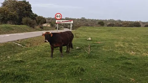 Una vaca junto al cartel de Villaverde
