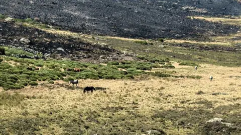 incendios sierrade la culebra
