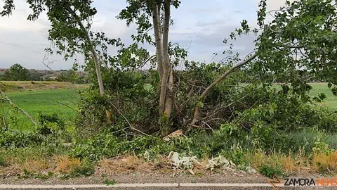 &aacute;rbol ca&iacute;do en Carrascal _2