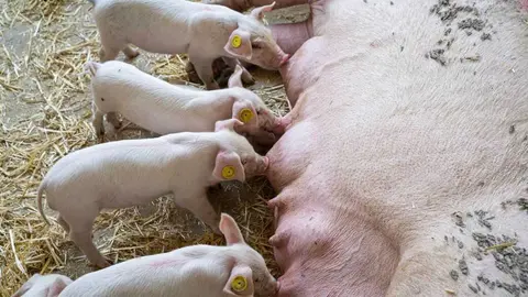 Una cerda amamanta a sus cr&iacute;as. Foto Q.com.es