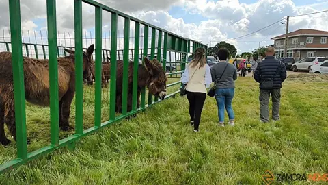 feria de San Miguel en Carbajales de Alba _3