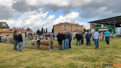 feria de San Miguel en Carbajales de Alba _4
