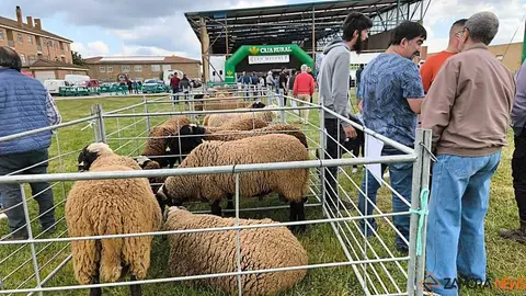 feria de San Miguel en Carbajales de Alba _9