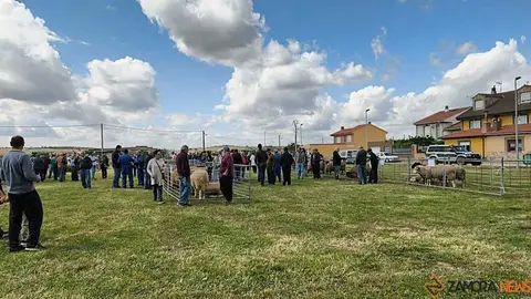 feria de San Miguel en Carbajales de Alba _38