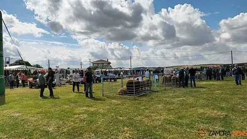 feria de San Miguel en Carbajales de Alba _39