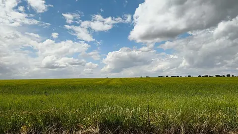 campo 1