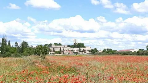 campos de ampolas en Zamora _4