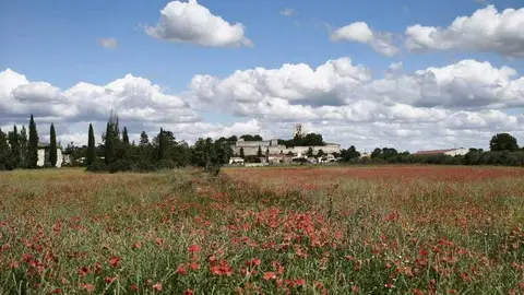 campos de ampolas en Zamora 