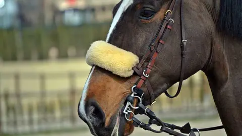 caballo - imagen de archivo
