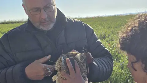 t&eacute;cnicos de medio ambiente colocaldo gps al si&oacute;n Lagunas de Villaf&aacute;fila