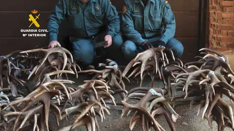 cerca de 100 kilos de astas de ciervo y gamo robadas Zamora