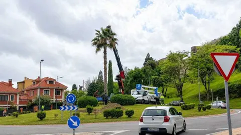 Nueva palmera rotonda de Valorio