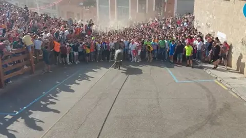 Toro enmaromado 2025. Foto Interbenavente