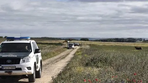 Dispositivo de la Guardia Civil tras escaparse una vaca en Morales del Vino