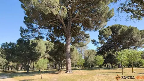 Valorio _11