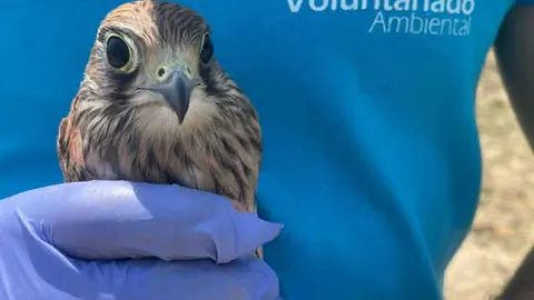 voluntariado ambiental
