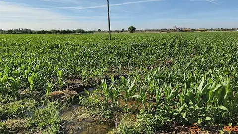 Acequia regando el campo en Zamora