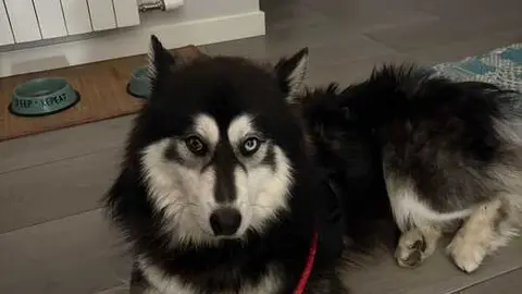 Fox, perro perdido en Zamora