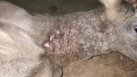 Macho de corzo con una parasitaci&oacute;n masiva de garrapatas en zona cervical. IREC/Salamancaaldia