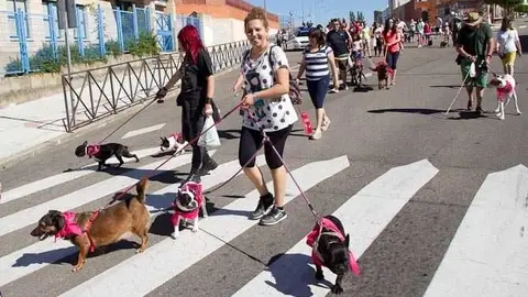 Paseo solidario contra el abandono animal - Imagen Interbenavente
