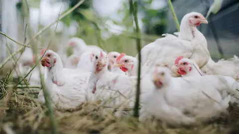 Gallinas al aire libre