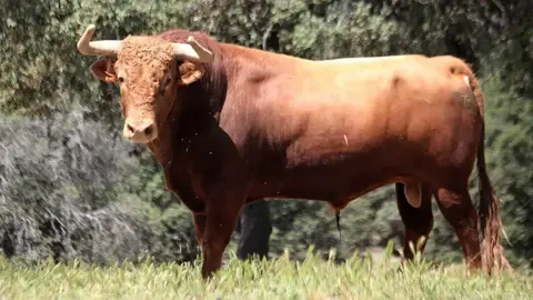 Toro de la ganader&iacute;a El Pilar