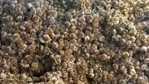 feria del ajo de Zamora 2026_11
