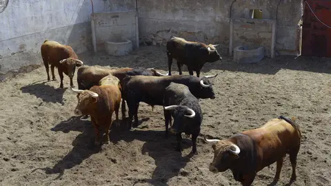 toros