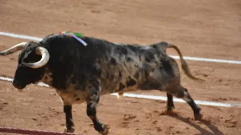 toros san pedro 2026 _15