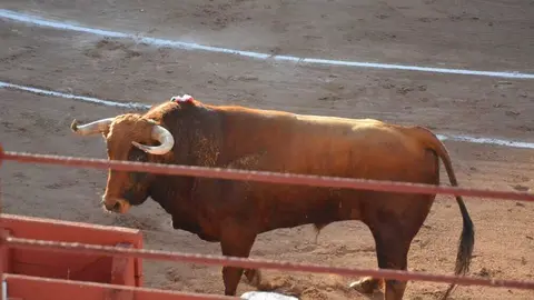 toros san pedro 2026 _88