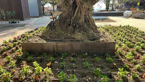 Benavente