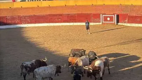Toros en Fuentesa&uacute;co