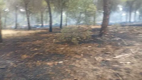 Incendio forestal Villalpando _5