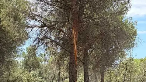 Incendio forestal Villalpando _8