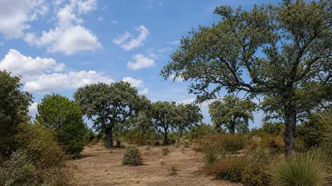 encinas
