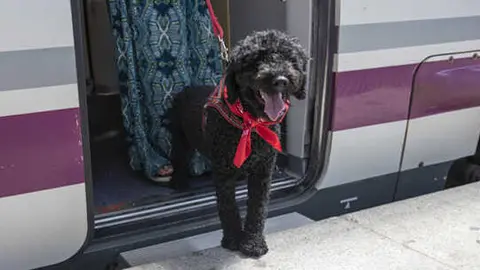 Perro en un vag&oacute;n de Renfe