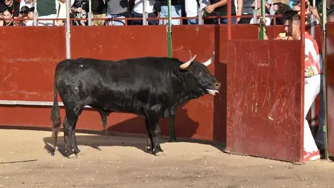 Cortes moraleja Zamora 2026_65