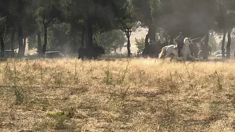 toro sombra