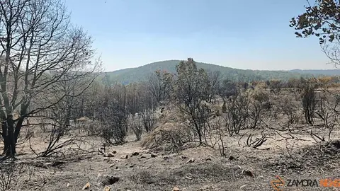 incendio forestal R&aacute;bano de Aliste _12