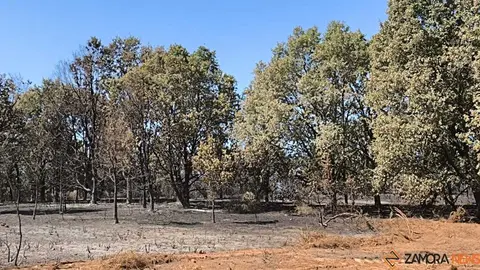incendio forestal R&aacute;bano de Aliste _19
