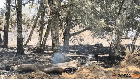 incendio forestal R&aacute;bano de Aliste _20