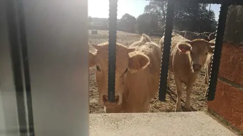 vacas en vi&ntilde;uela