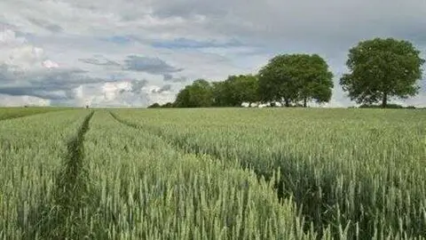 Un campo de cultivo.