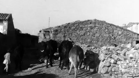 Vacas en Torregamones en una fotograf&iacute;a antigua