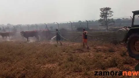 animales_bermillo