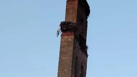 Imagen de la cig&uuml;e&ntilde;a suspendida y muerta en su propio nido