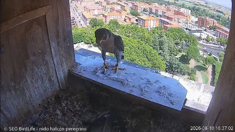 1000148539