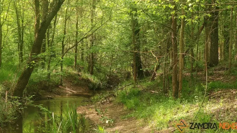 bosque de valorio zamora  (12)