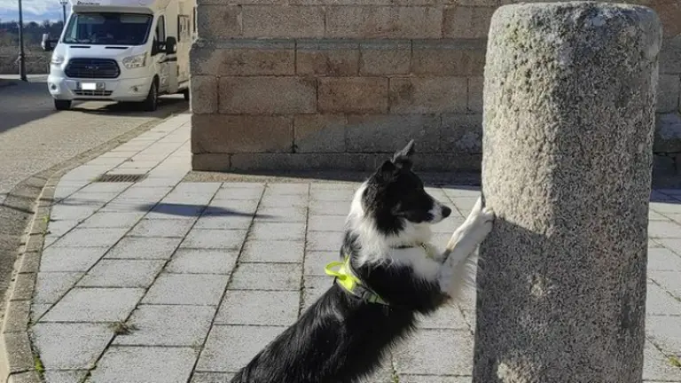 Arvi en Villar del Buey