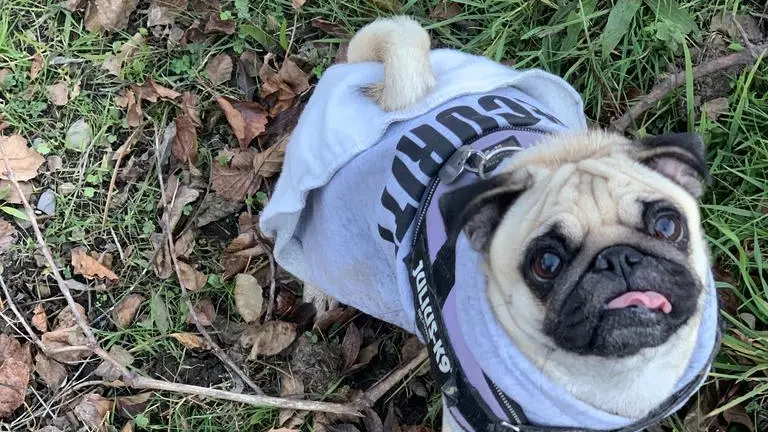 FRIDA, MI PERRA PUG